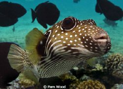Zippy the Pufferfish.  Taken in Kona, Hawaii by Pam Wood 